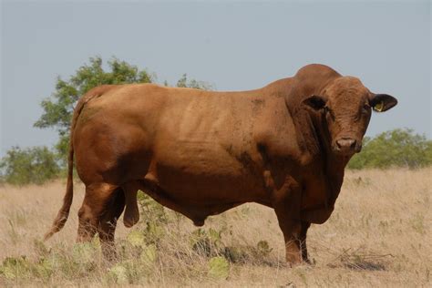Beef masters - Beefmaster is a breed of beef cattle that was developed in the US by Tom Lasater in the 1930s by crossing three foundational breeds: Hereford, Shorthorn, and Brahman. …